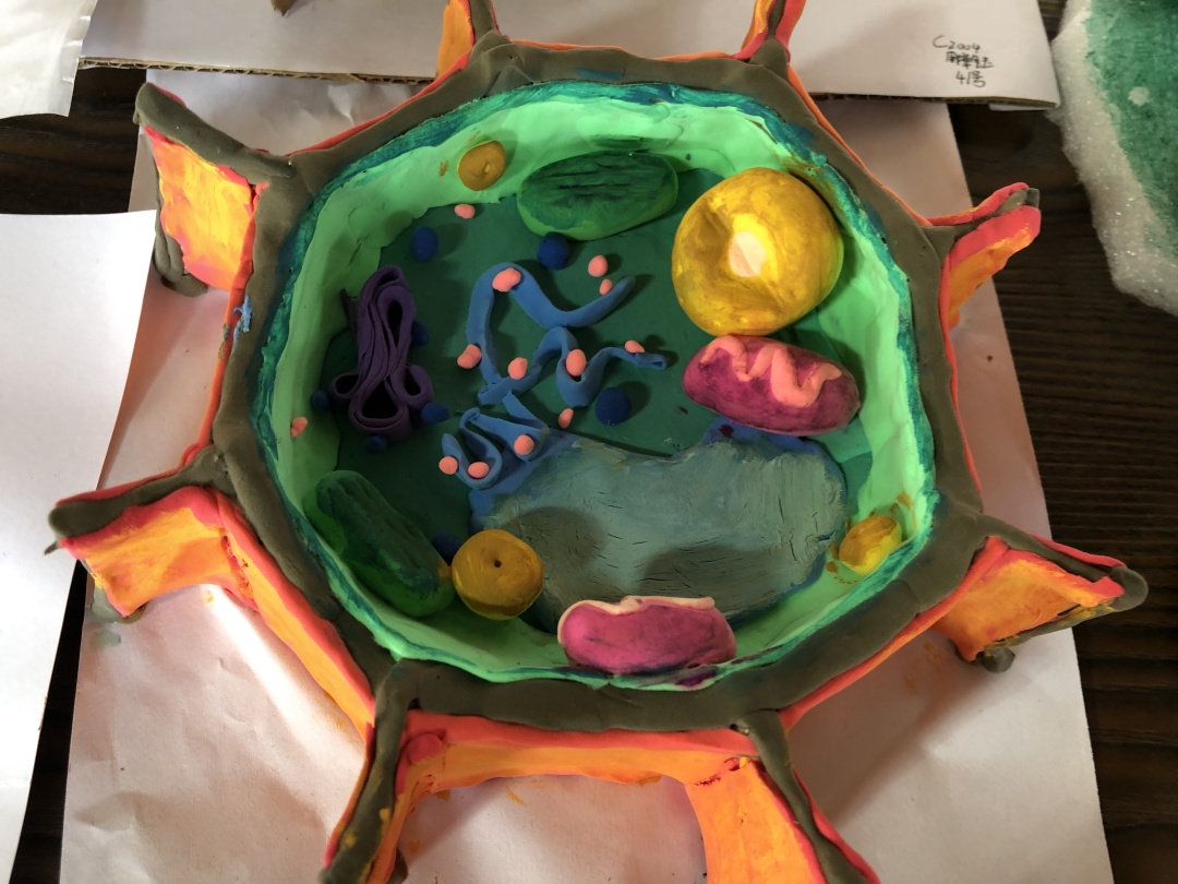 記我校初一生物組動植物細胞立體模型製作活動